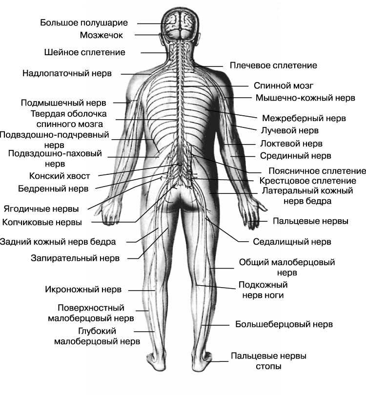 Карта нервных окончаний