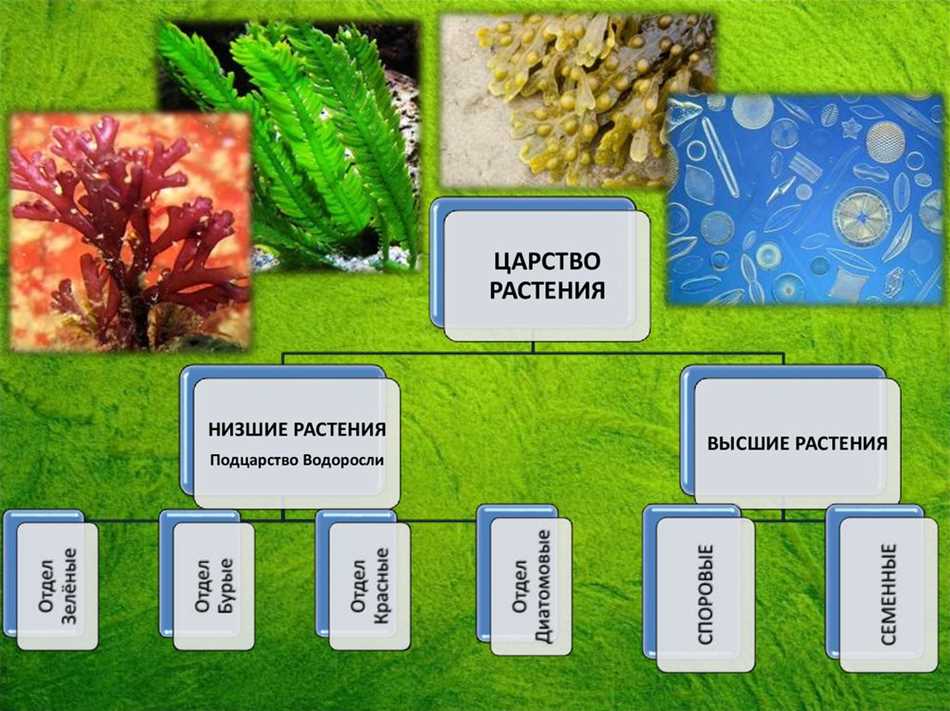 Видеоурок «Низшие растения - водоросли»