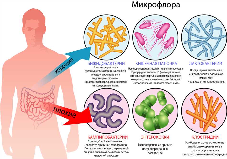 Нормофлора у мужчин: все, что нужно знать