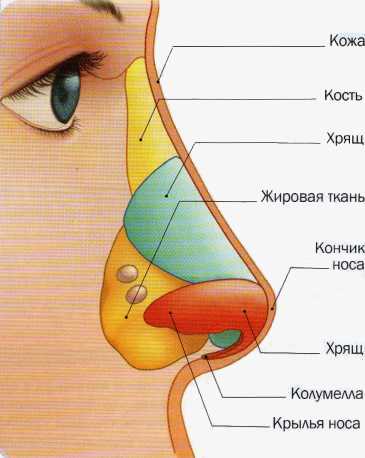 Нос человека: устройство, функция и анатомия