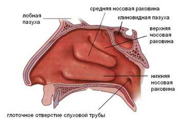 Функции носа: