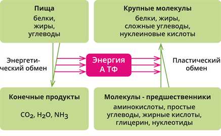 3. Углеводный обмен