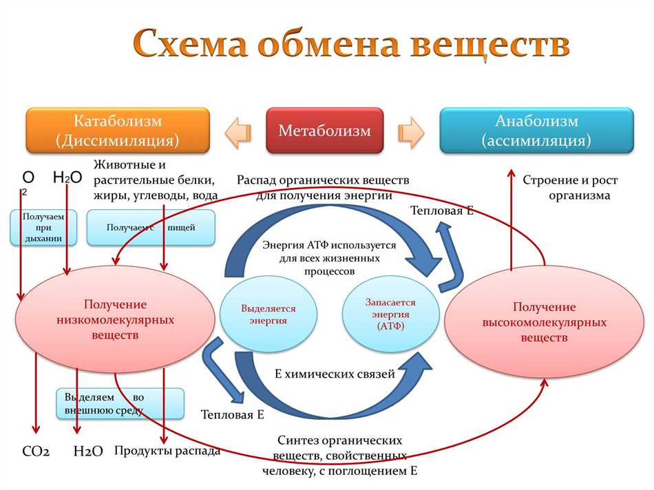 Обмен веществ в биологии: определение кратко