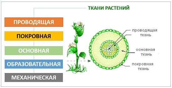 Меристема стебля