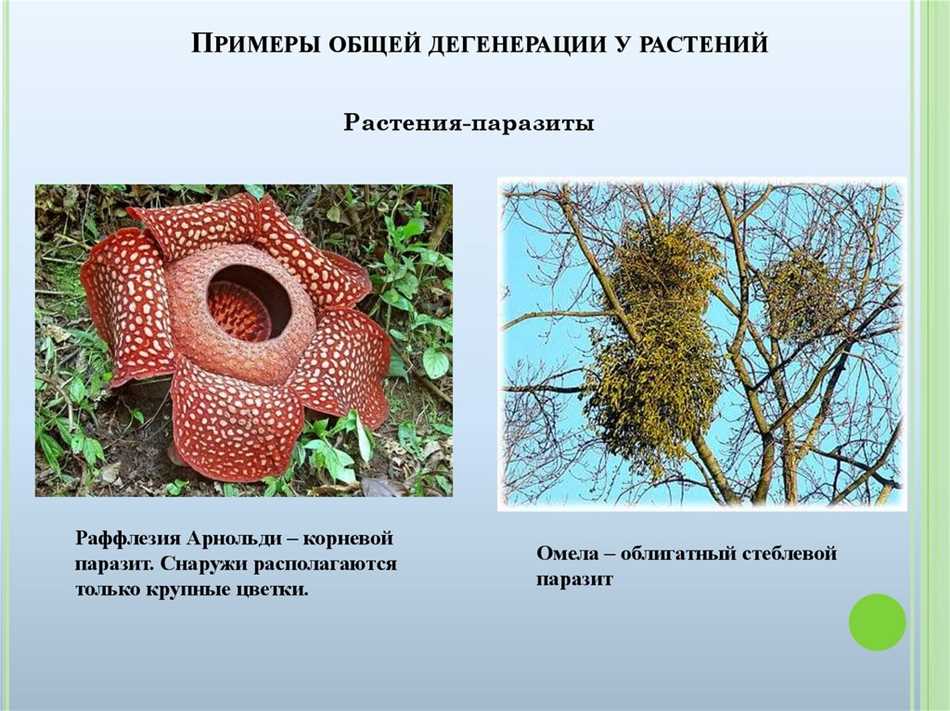 Определение общей дегенерации