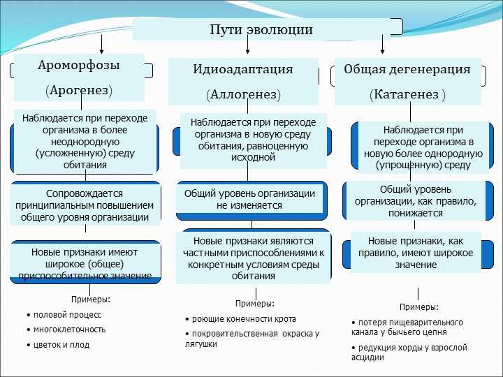 Общая дегенерация: понятие и особенности