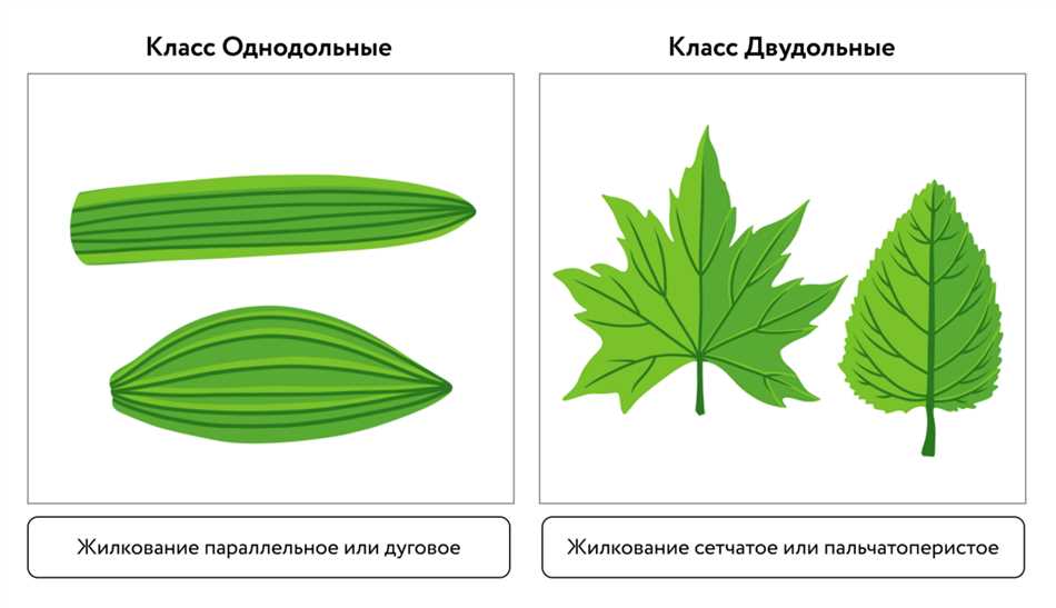 Особенности однодольных растений