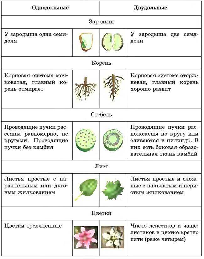 Однодольные растения: определение и особенности