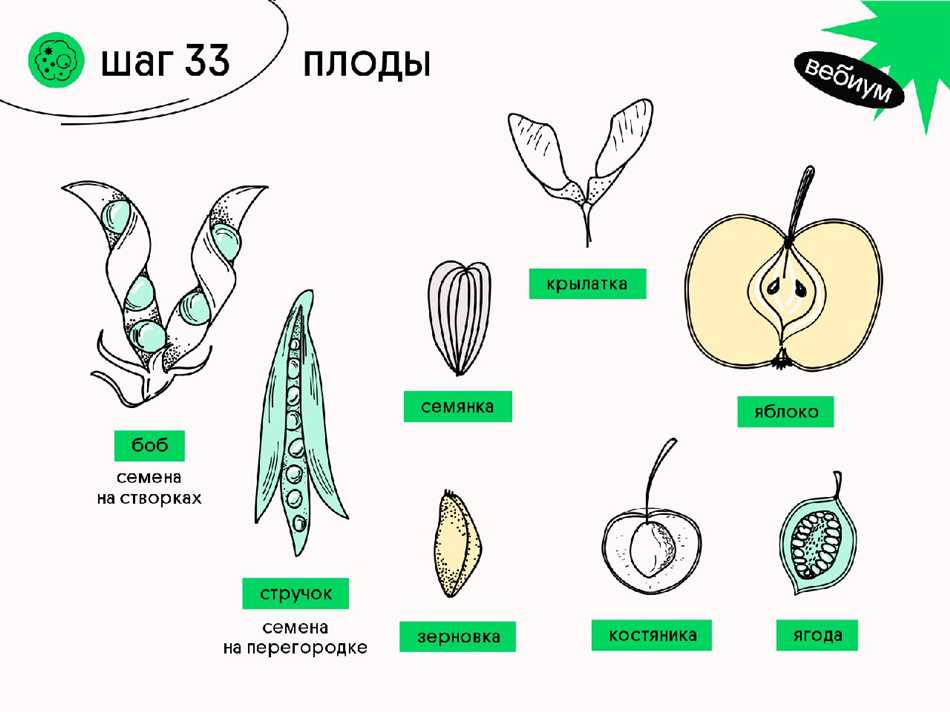 Структура околоплодника