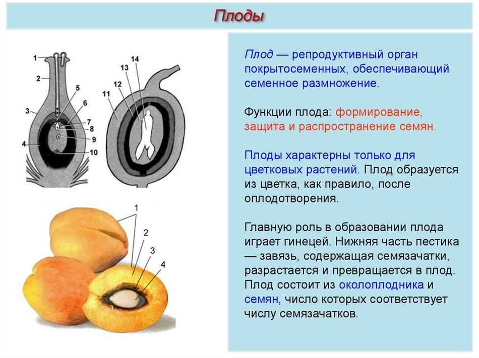 Функции околоплодника