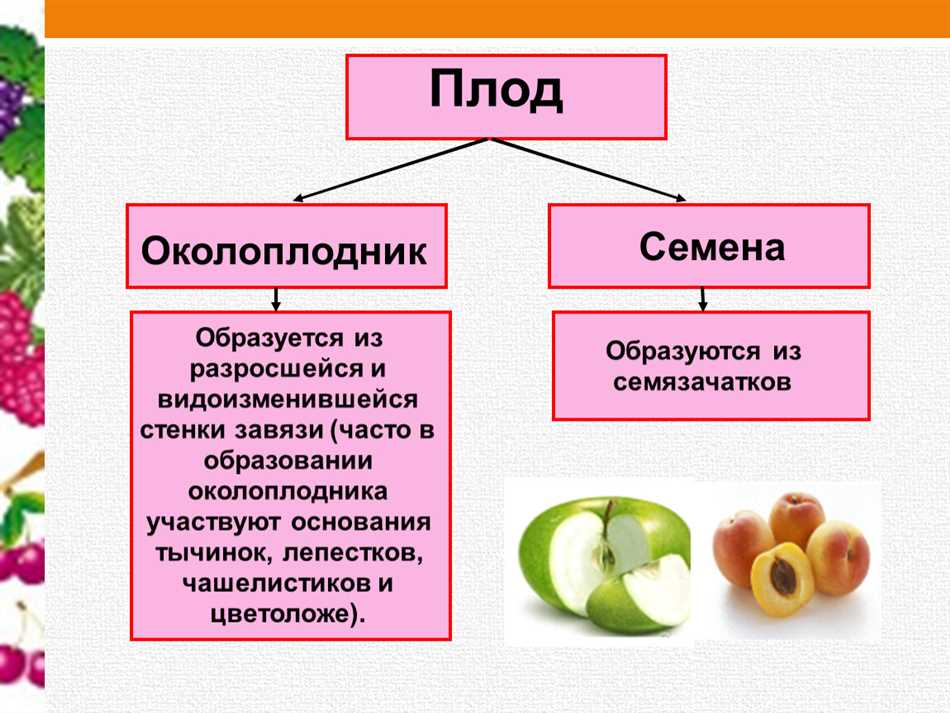 Околоплодник в биологии: сущность и функции