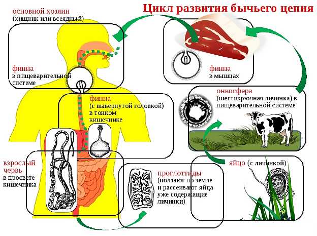 Главные характеристики окончательного хозяина