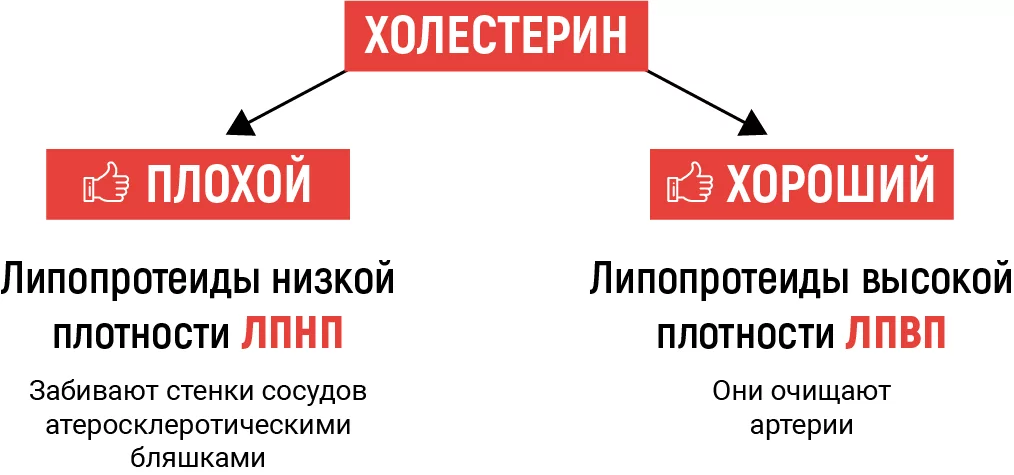 Роль ЛПНП-бета в организме