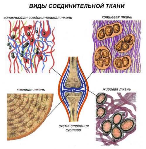 Органы в биологии для 7 класса: понятие, функции и классификация