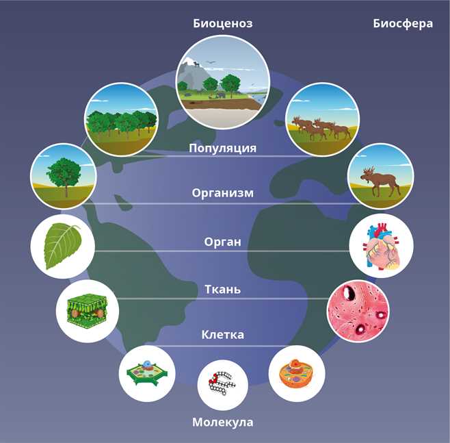 Органный уровень в биологии: понятие и значимость