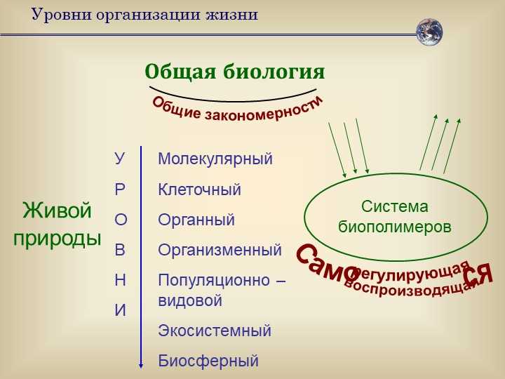 Органный в биологии: определение и значение