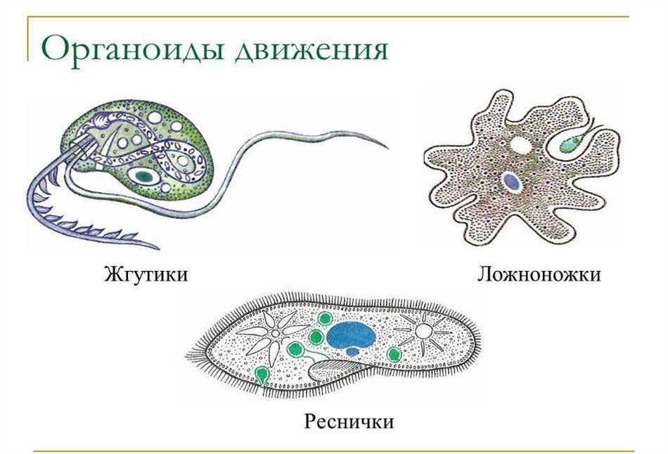 Роль органоидов движения в организме