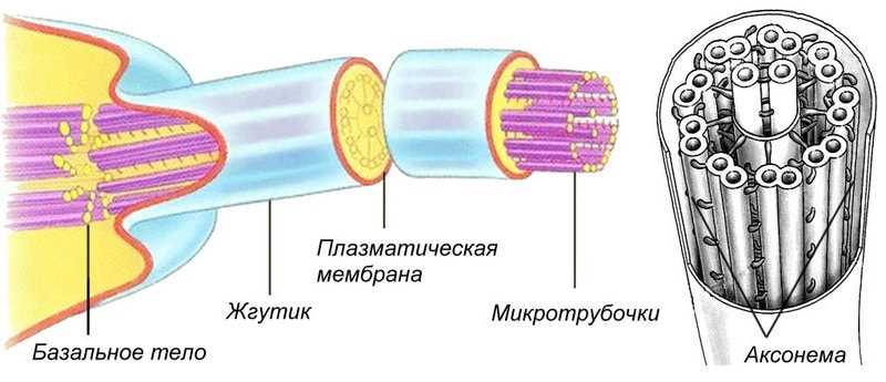 Функции органоидов движения