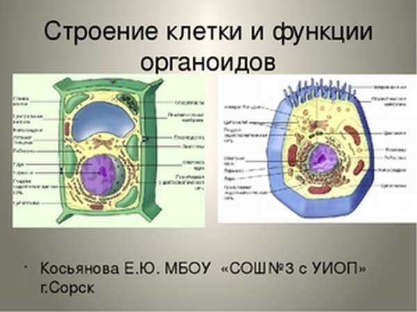 Эндоплазматическая сеть