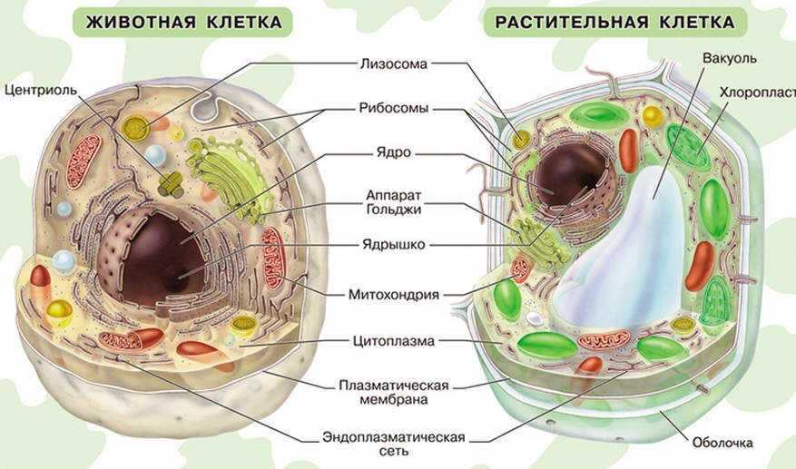 Пластиды