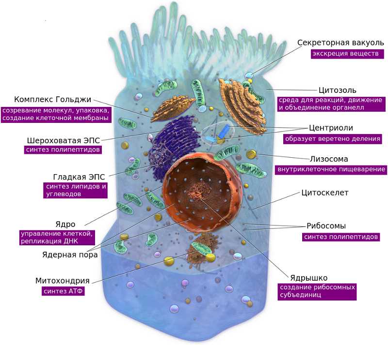 Органоиды клетки: тайники жизни внутри нашего организма