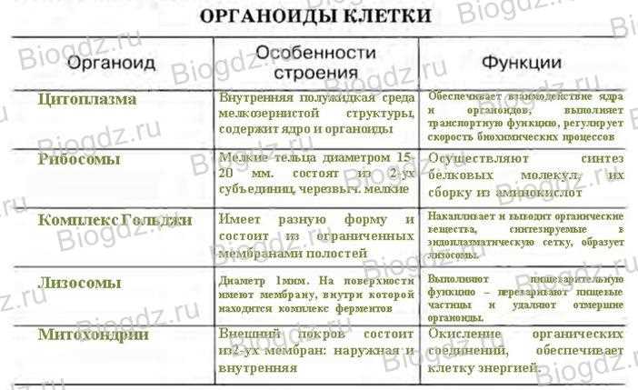 Таблица по биологии название органоида строение функции