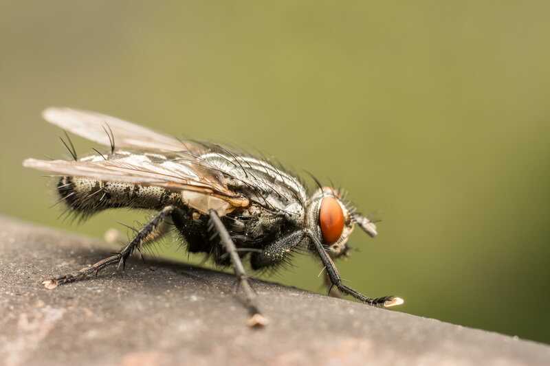 Осень и мухи: взаимосвязь и особенности