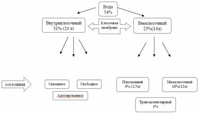 Понятие Осмотического Давления