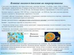 Осмотическое Давление В Клетке: Понятие и Механизмы Действия