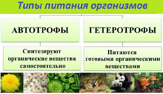 Осмотрофный тип питания: понятие и принципы