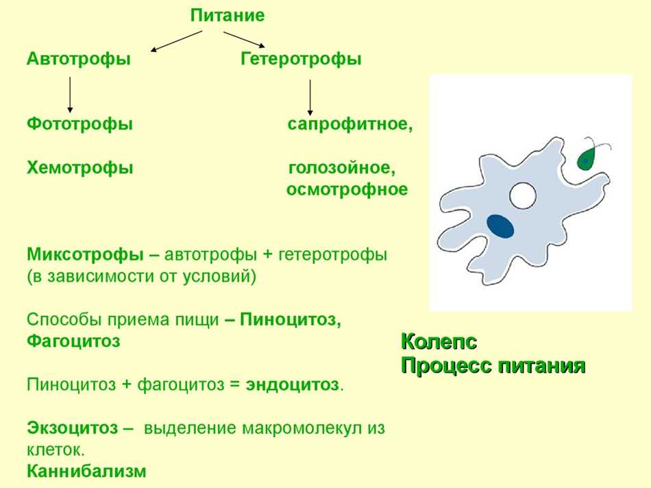 Миксотрофы примеры