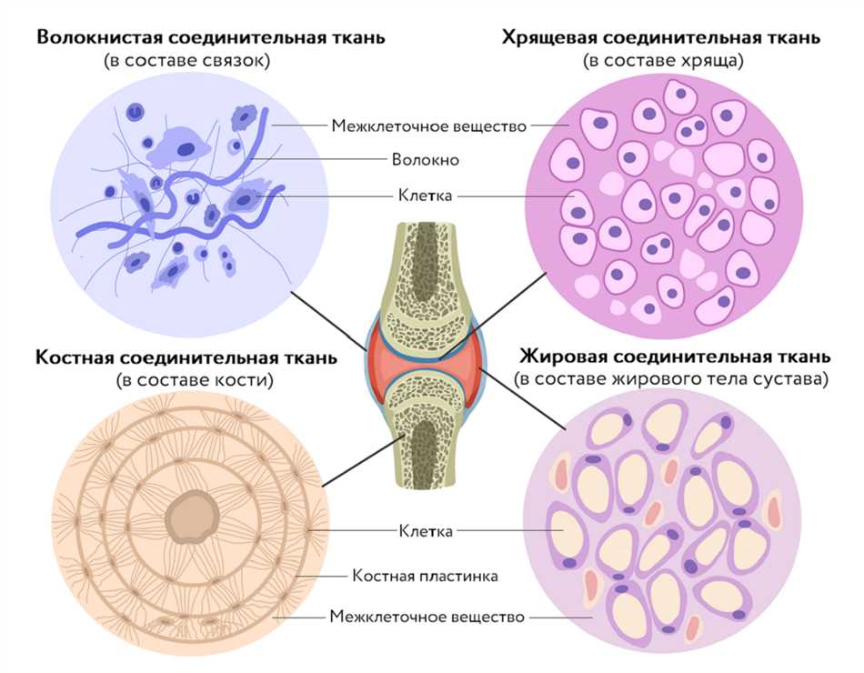 Основа