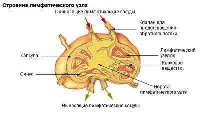 Основа и узлы ткани: что это такое и зачем они нужны