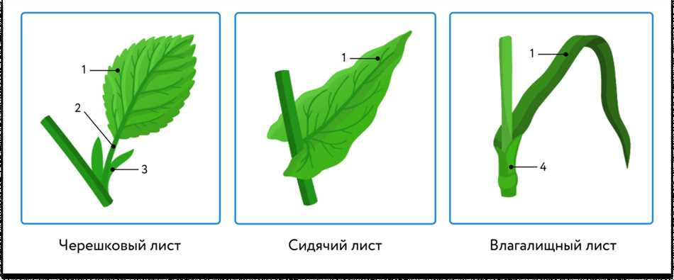 Основание листа: понятие, определение и применение