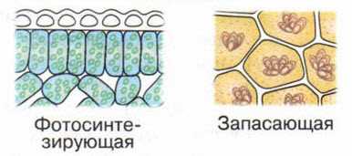 Защитная функция