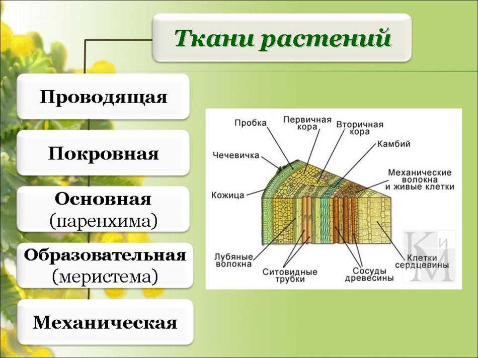 Функции и роль в организме растений