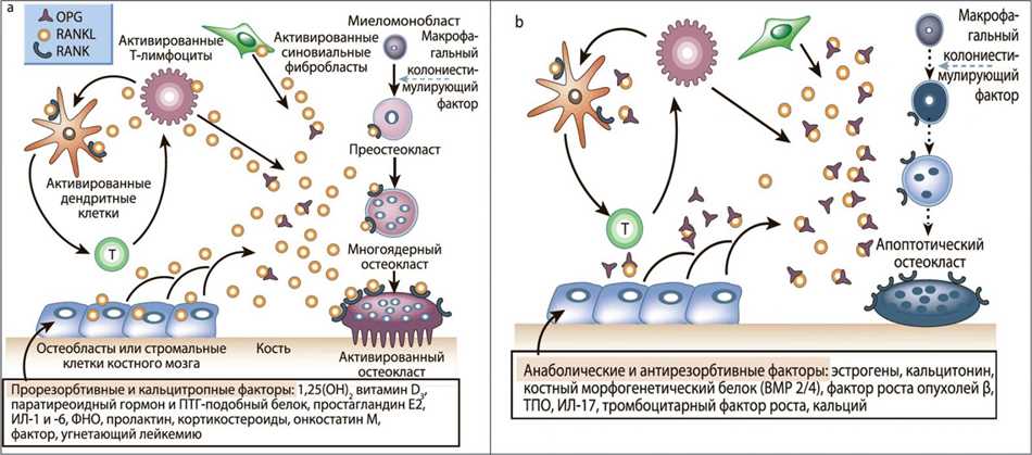 Взаимодействие остеобластов и остеокластов