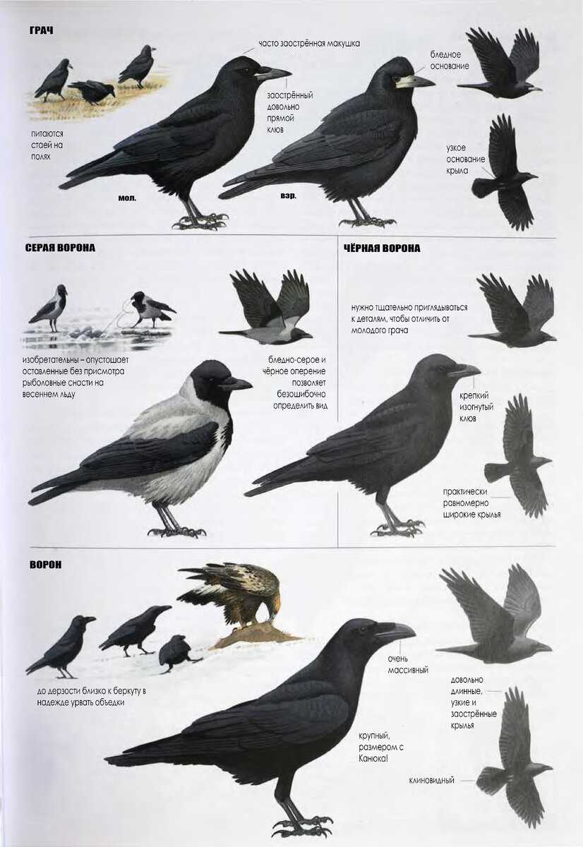 Отличие галки, ворона и грача: основные маркеры распознавания и признаки  внешнего вида