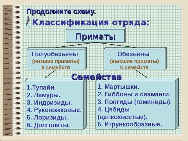 Отряд приматы: особенности, классификация и жизненный образ