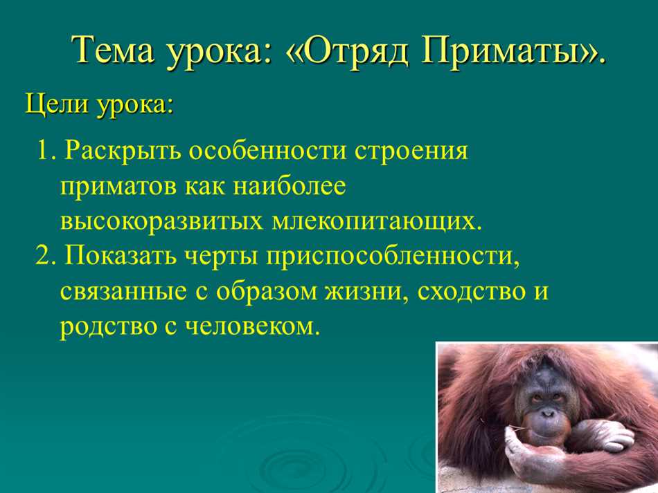 Приматы: общая информация
