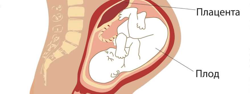 Отслойка плаценты при беременности на поздних сроках: признаки и последствия