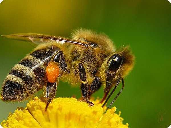 Видовое родство: бык и пчела