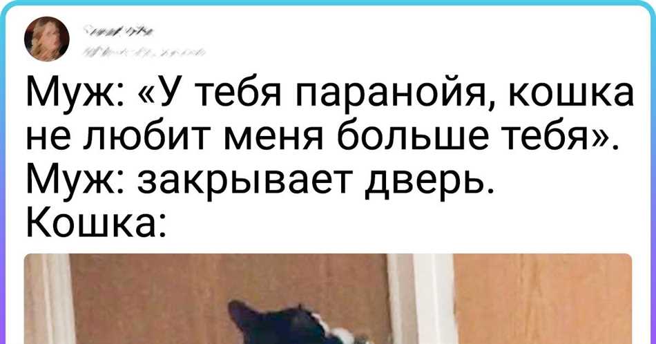 Коты и их предпочтения