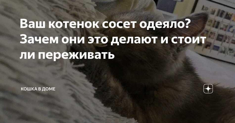 Почему кошка сосет одежду