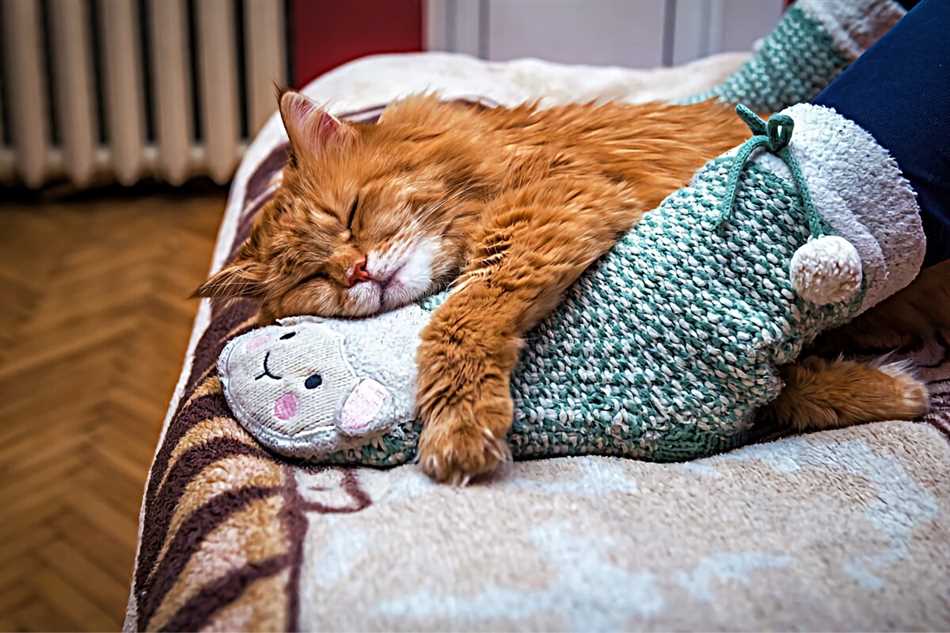 Почему коты любят спать на одежде хозяев