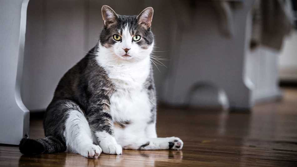 Факторы, влияющие на вес котов после кастрации