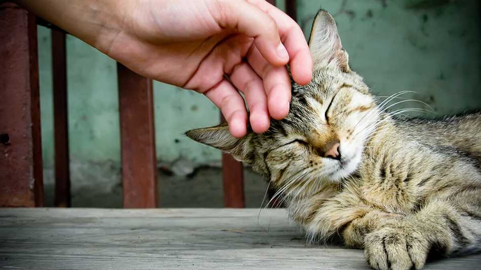 Психологические аспекты урчания