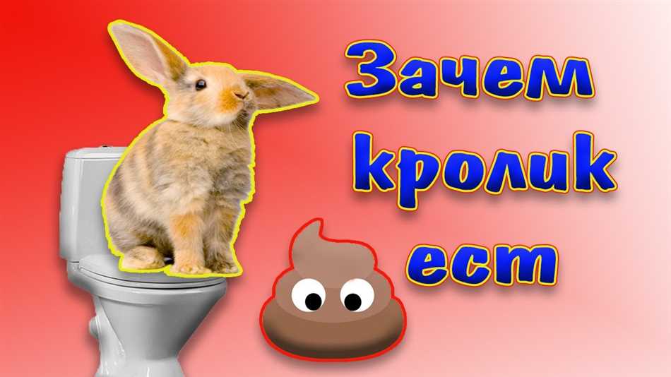 Почему кролики едят свои какашки