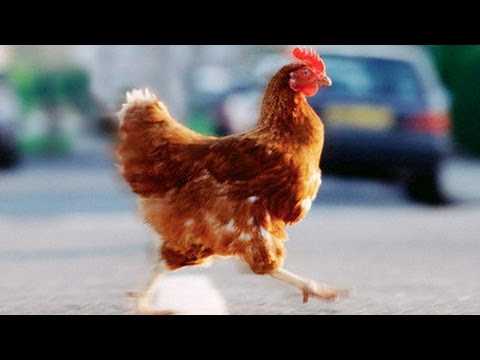 Почему курица переходит дорогу