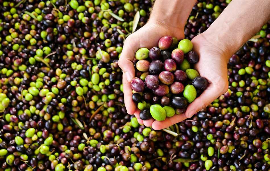 Почему маслины черного цвета а оливки зеленые